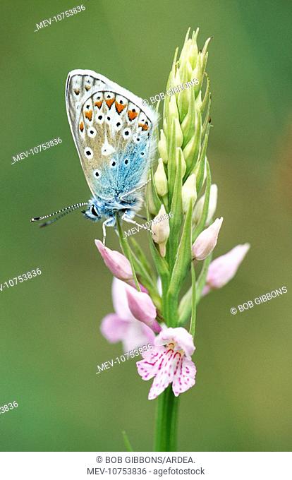 Common Blue Butterfly - On Common Spotted Orchid (Dactylorhiza fuchsii) (Polyommatus icarus)