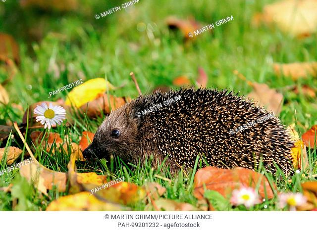 Hedgehog (Erinaceus europaeus) walking in colorful autumn leaves with daisies, Brandenburg, Germany | usage worldwide. - /Brandenburg/Germany