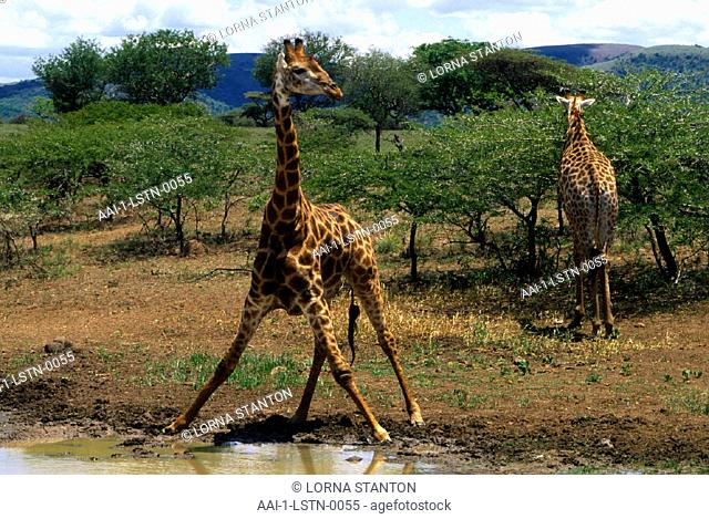Giraffes, Mkuzi Game Reserve, KwaZulu Natal, South Africa