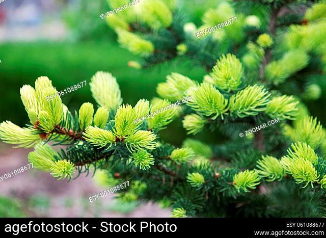 Conifer tree with bright new rising needles. Light green fir tree branch in spring. Forest, garden, spruce, green, landscape design