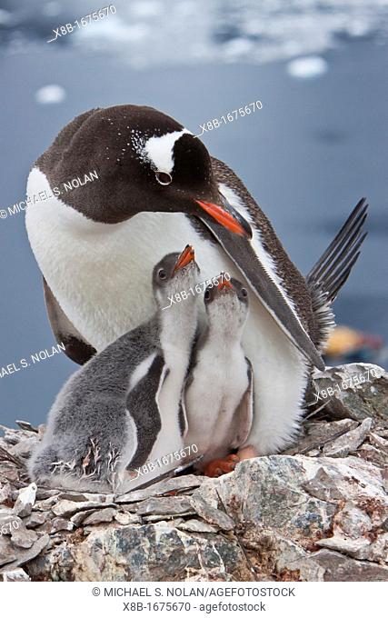 Adult gentoo penguin Pygoscelis papua feeding chicks in Antarctica