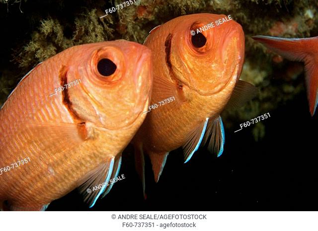 Two blackbar soldierfish, Myripristis jacobus, Ilha Escalvada, Guarapari, Esp’rito Santo, Brazil