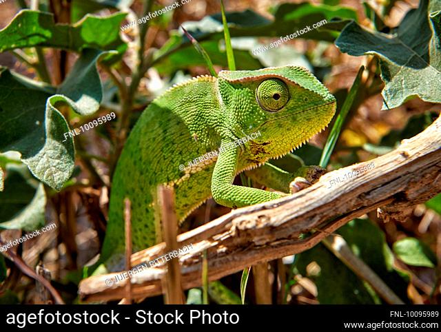 Chameleon, Chamaeleonidae, Uganda, Africa