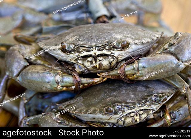Mangrove crab, Mangrove crabs, Other animals, Crabs, Crustaceans, Animals, Serrated Swimming Crab (Scylla serrata) adults, with claws tied-up, for sale