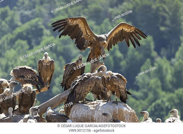 group of vultures resting on a branch and a rock after feeding. Mas de Bunyol, Valderrobres, Aragon, Spain