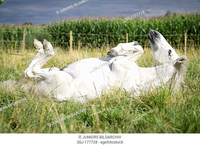 Pure Spanish Horse, Andalusian. Gray stallion rolling on a pasture