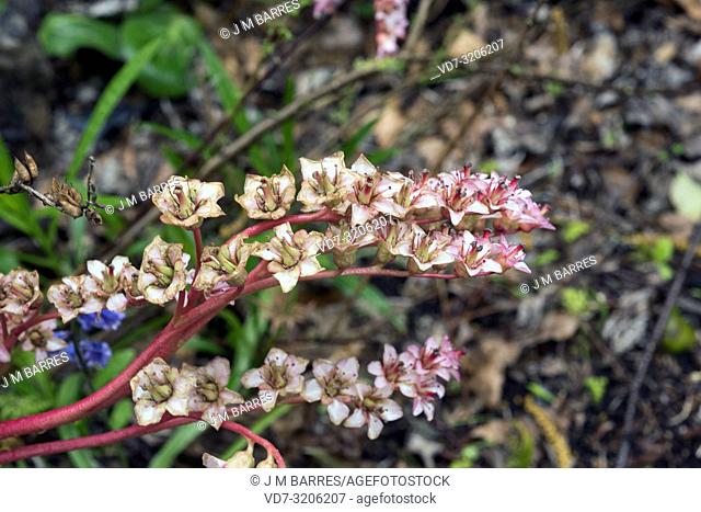 Hairy Bergenia (Bergenia ciliata) is a medicinal plant native to Afghanistan, north India and Tibet. Flowers detail