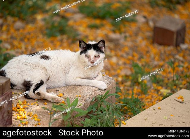sick white stray cat in palma de mallorca, spain