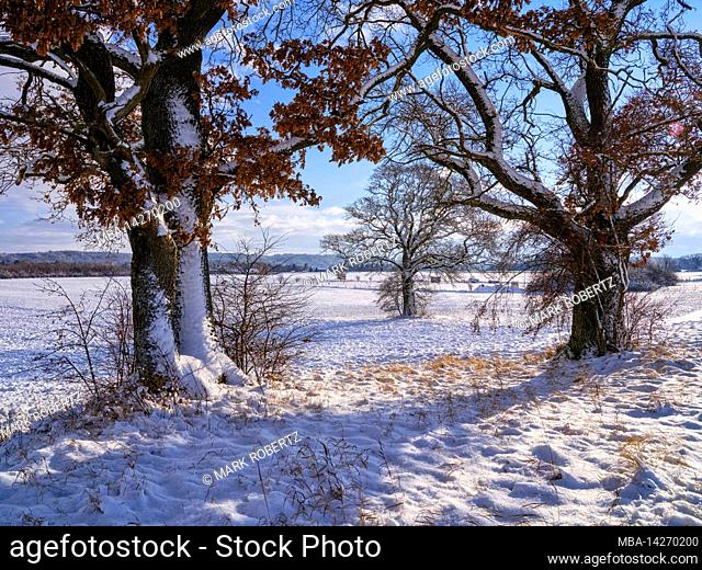 Solitary oaks in winter