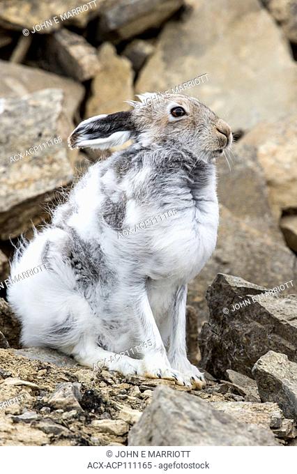 Arctic hare on Somerset Island, Nunavut