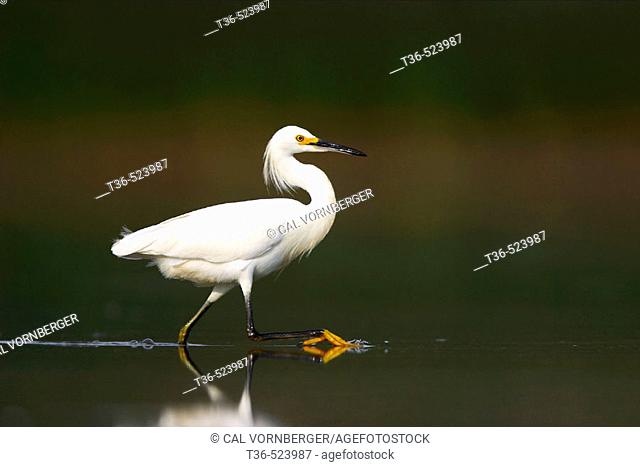 A Snowy Egret (Egretta thula) wading in the shallow water of the West Pond at Jamaica Bay National Wildlife Refuge. The trademark yellow foot of the Snowy Egret...