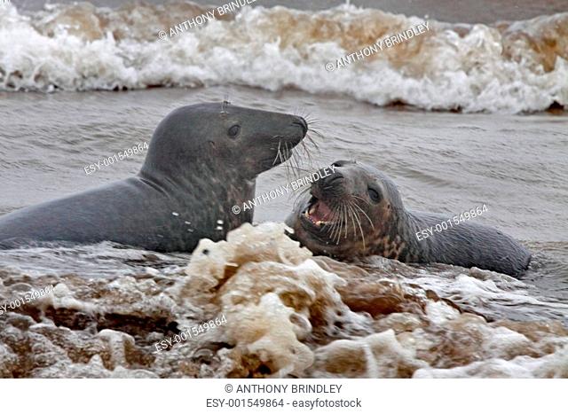 Seals at Play