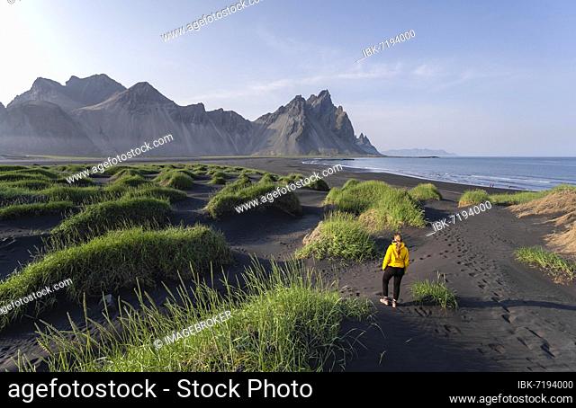 Young woman with rain jacket hiking, black lava beach, sandy beach, dunes with dry grass, mountains Klifatindur, Eystrahorn and Kambhorn, headland Stokksnes