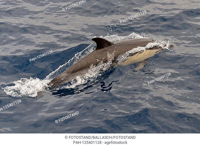 Sao Miguel, Portugal 06. October 2019: Dolphins off the coast of Arzores island Sao Miguel - 06.10.2019 Common dolphin off the coast of Azores island Sao Miguel