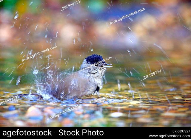 Blackcap (Sylvia atricapilla) male bathes in shallow water, Solms, Hesse