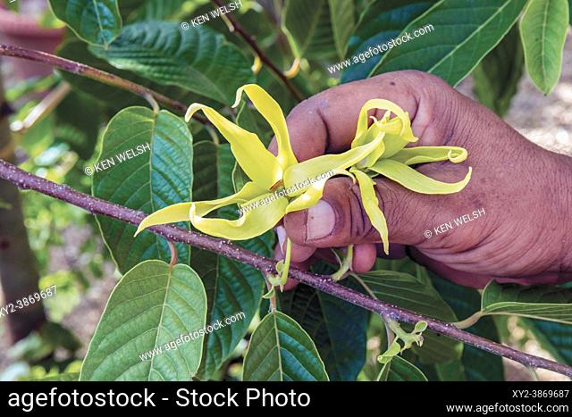 Ylang Ylang flower, Cananga odorata, also known as the cananga tree, Mauritius, Mascarene Islands. Perfume is extracted from the tree's flowers and its...