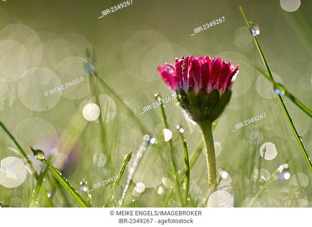 Red blossom, Common daisy, Lawn daisy (Bellis perennis) with sparkling dew drops in the morning light
