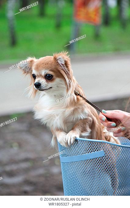 bicycle walking with chihuahua