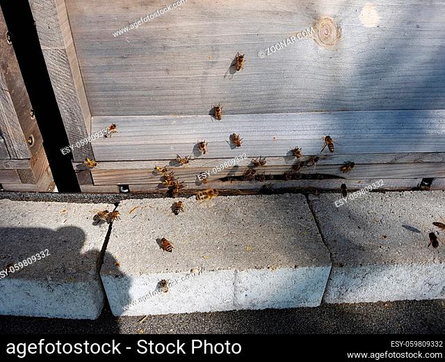 Bienen, Bienenstock, Apis; mellifera