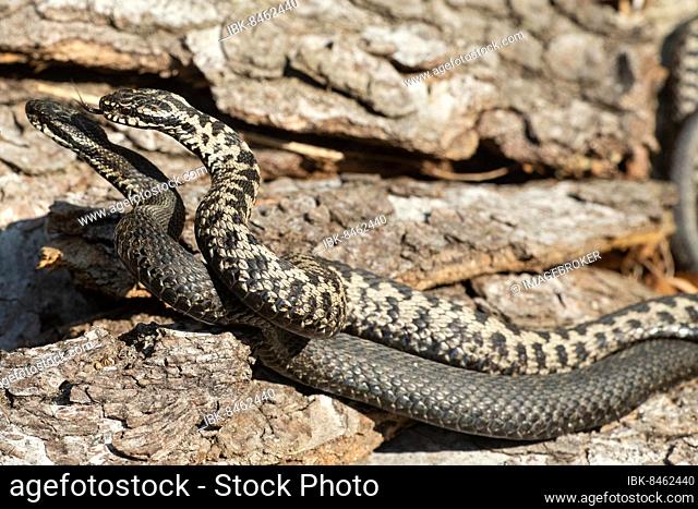 Adder two snakes with outstretched tongues in a commensal fight, lying in front of a tree trunk, lambent, looking left