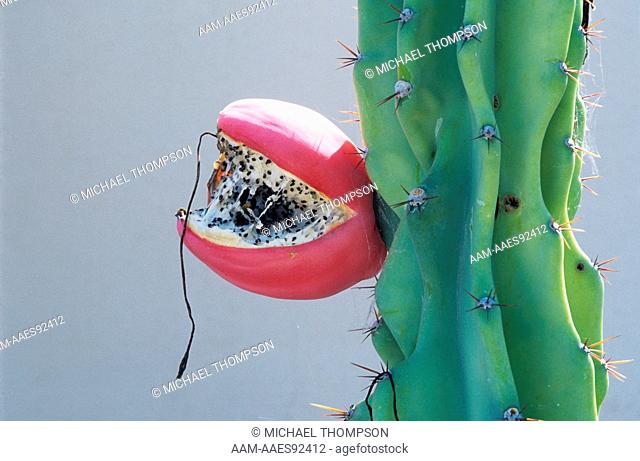 Totem Pole Cactus, Fruit (Lophocereus schottii v. monstrosus) Boyce Thompson Arboretum, Superior, AZ