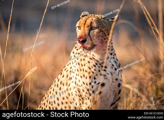Starring Cheetah with a bloody face in the Kruger National Park, South Africa