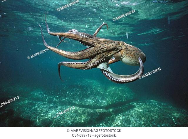 Eastern Atlantic. Galicia. Spain. Octopus swimming (Octopus vulgaris)
