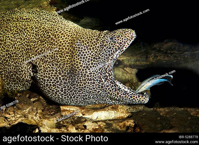 Honeycomb moray (Gymnothorax favagineus), adult with open mouth, cleaned by a blue stripe cleaner wrasse (labroides dimidiatus), South Africa, Africa