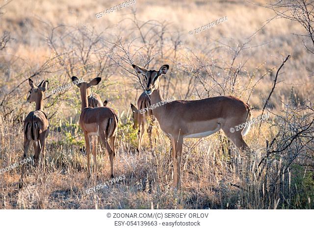 An antelope with baby animals is cautiously looking into camera at Etosha National Park of Namibia