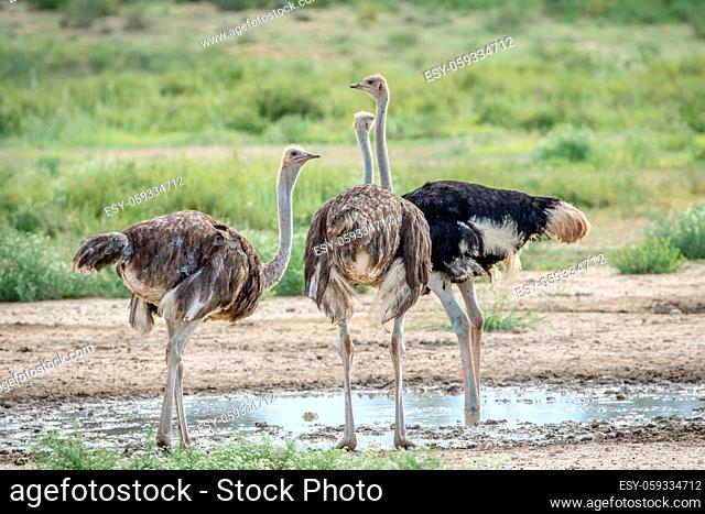 Ostriches standing next to a pool of water in the Kalagadi Transfrontier Park, South Africa