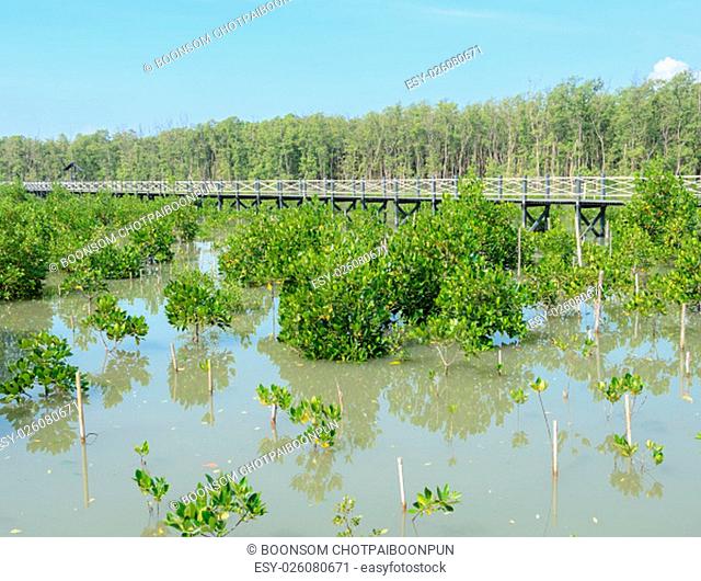 Mangrove forest in Thailand. Mangroves serve as nurseries for many marine species