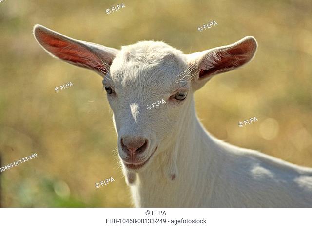 Domestic Goat, young, close-up of head, Germany