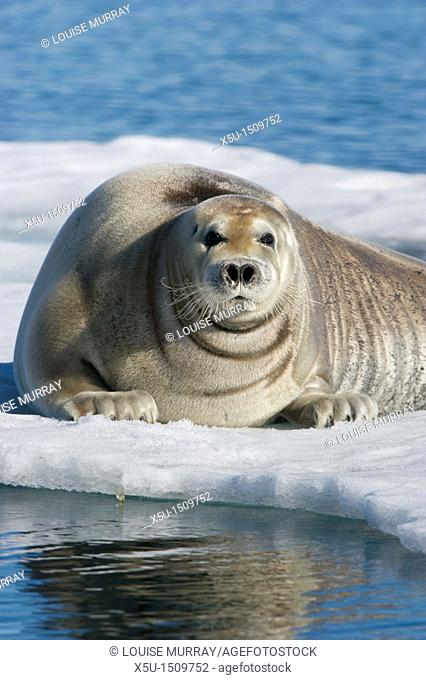 Bearded seals are at risk due to global warming or climate change in the ARctic as they are dependent on sea ice to breed
