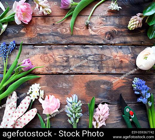 Ranunculus, tulip, geotsint flowers on old wooden background
