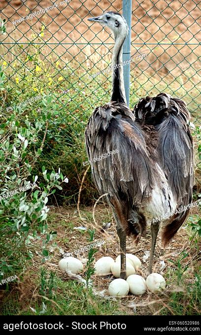 Female ostrich guarding her eggs