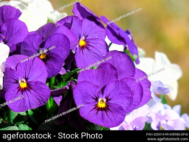 12 April 2020, Brandenburg, Oranienburg: Pansies bloom in a garden. The flowers are hardy, but should be covered in frost