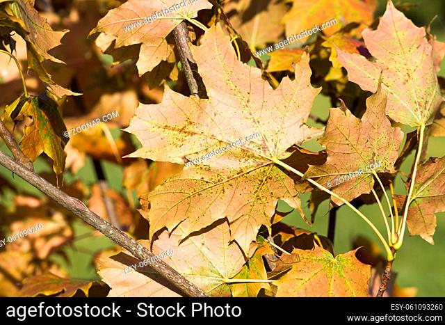 autumn foliage lies on the grass near the trees, the specifics of autumn, colorful nature