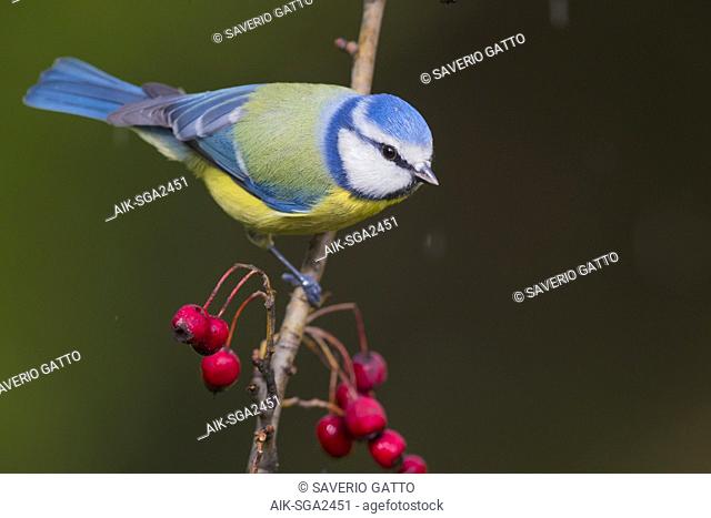 Blue Tit (Cyanistes caeruleus), adult perched on a Hawthorn branch with berries