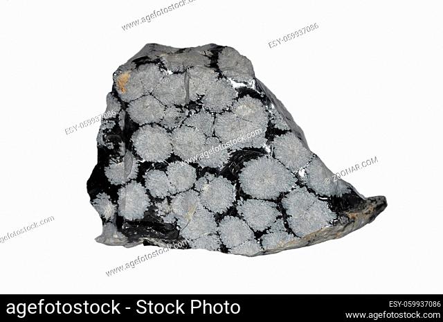 Schneeflockenobsidian - Snowflake obsidian
