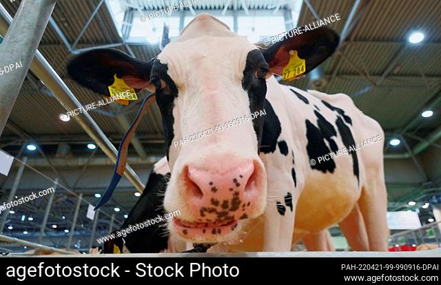 21 April 2022, Leipzig, Sachsen: ""Cupcake, "" a cow of the Holstein-blackbunt breed, stands in her stall at the Agra 2022 trade show