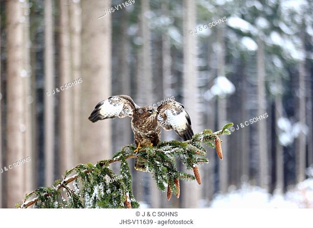 Common Buzzard, (Buteo buteo), adult on tree in winter spreads wings, in snow, Zdarske Vrchy, Bohemian-Moravian Highlands, Czech Republic