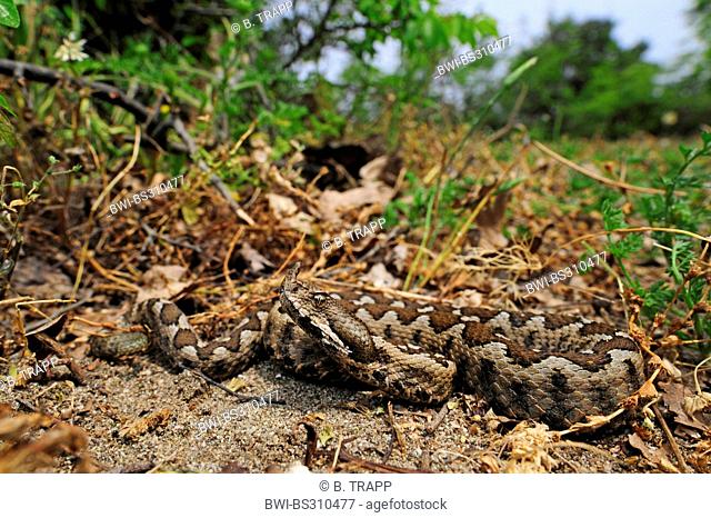 Nose-horned viper, Horned viper, Long-nosed viper (Vipera ammodytes), lying on the ground, Greece, Macedonia