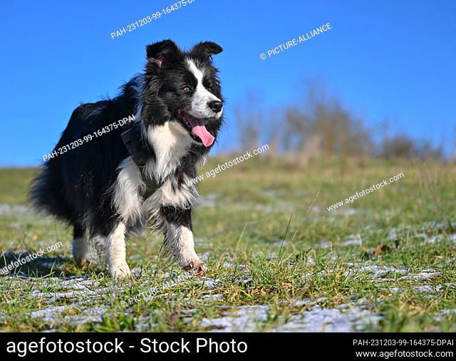 26 November 2023, Brandenburg, Sieversdorf: A dog of the Border Collie breed. Photo: Patrick Pleul/dpa. - Sieversdorf/Brandenburg/Germany
