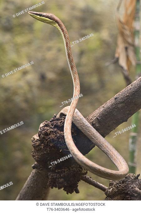 Cope's vine snake (oxybelis brevirostris), Ecuador