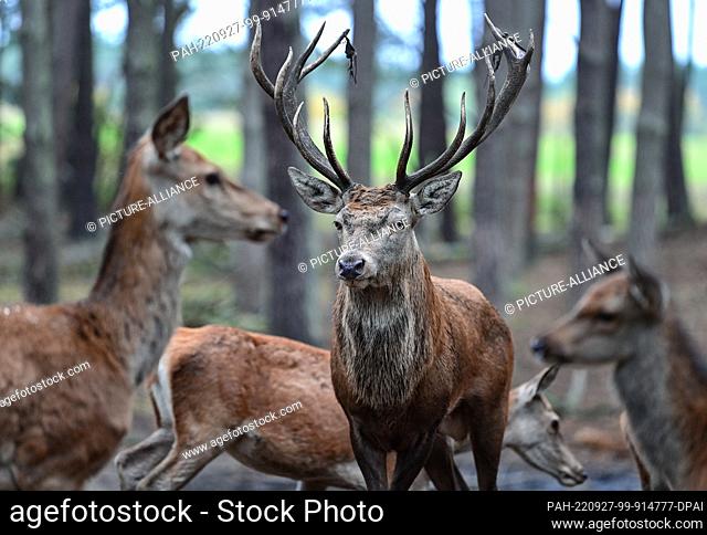 27 September 2022, Brandenburg, Groß Schönebeck: A red deer ready for mating stands between hinds in an enclosure in the Schorfheide Game Park. On 01