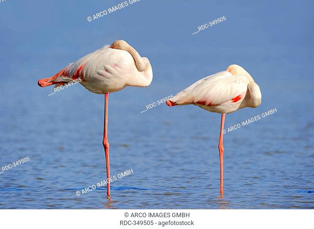 Greater Flamingoes, Camargue, Provence, Southern France / Phoenicopterus ruber roseus