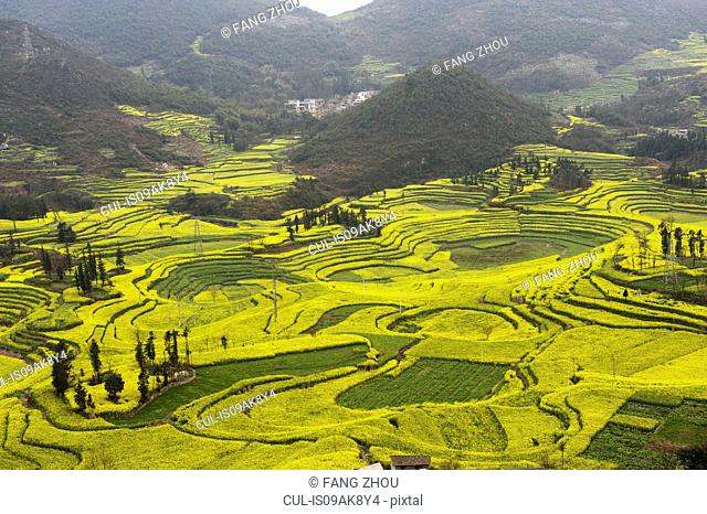Field terraces of blooming oil seed rape plants, Luoping, Yunnan, China