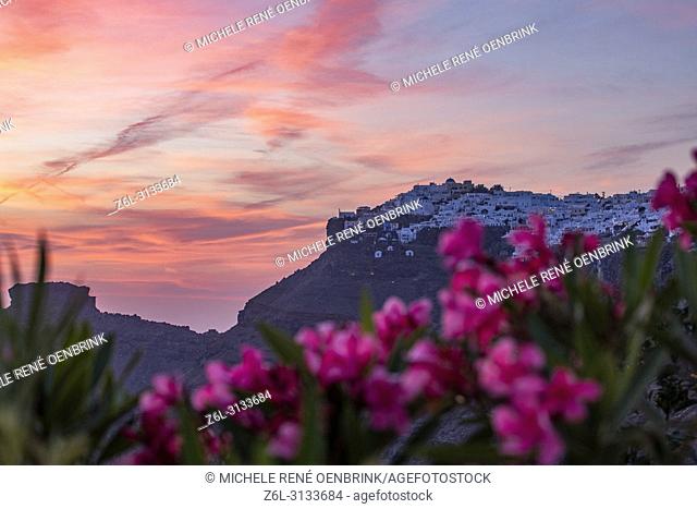 Pink flowers and Scenic overlook at sunset of the volcanic caldera at the town of Fira, Cyclades islands, Agean Sea, at the Santorini Greece