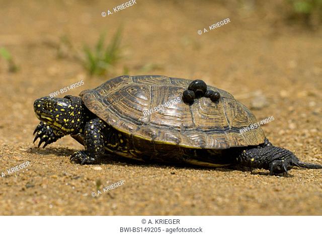 European pond terrapin, European pond turtle, European pond tortoise (Emys orbicularis), walking with a leech on the shield, Greece, Macedonia, Prespa