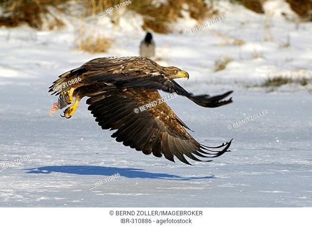 Flying White Tailed Eagle